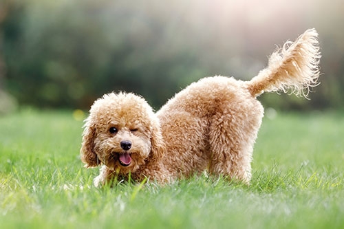 狗狗智商大比拼-貴賓犬/貴婦犬(Poodle)